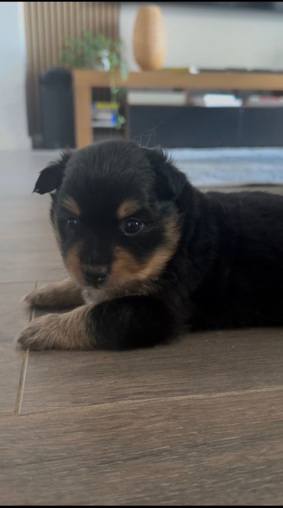 Pomsky female puppy (1 needs rehoming)