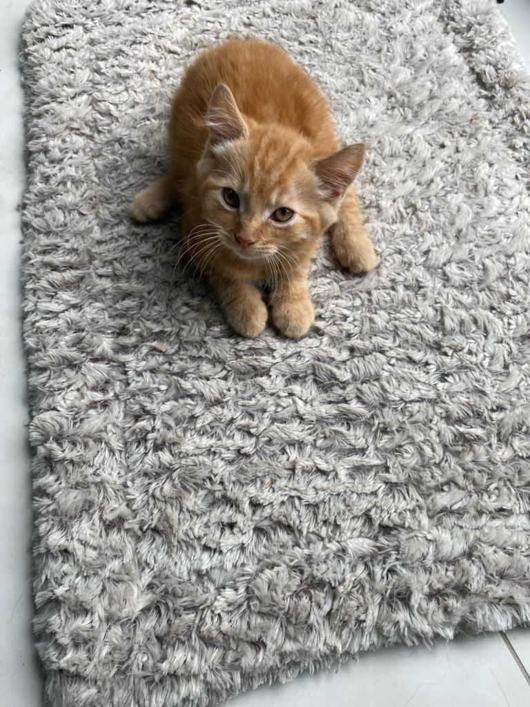 Beautiful kittens looking for a loving home 