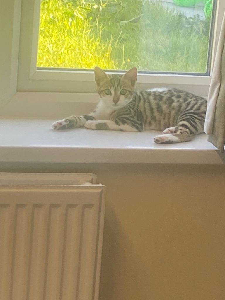 Bengal cross kitten 