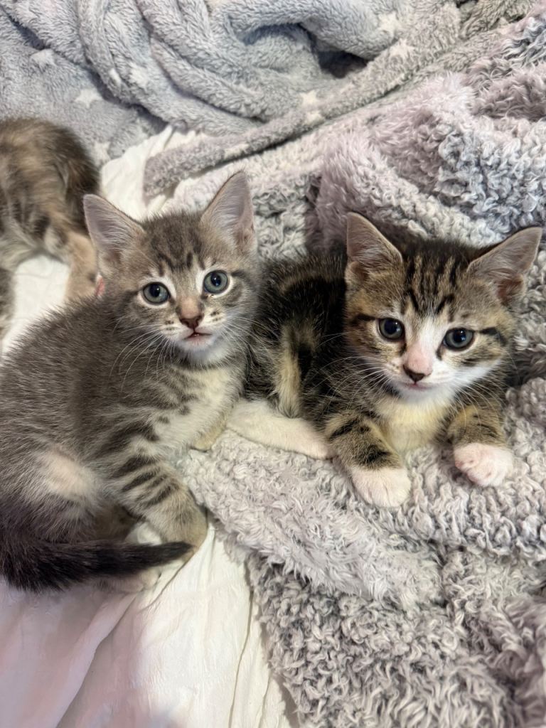 Last kitten left. Tabby and white male kitten ready now 