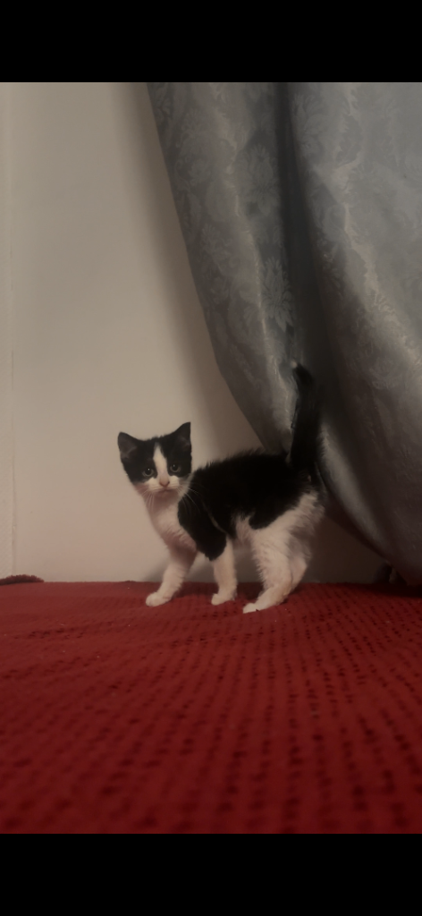 Beautiful kitten
