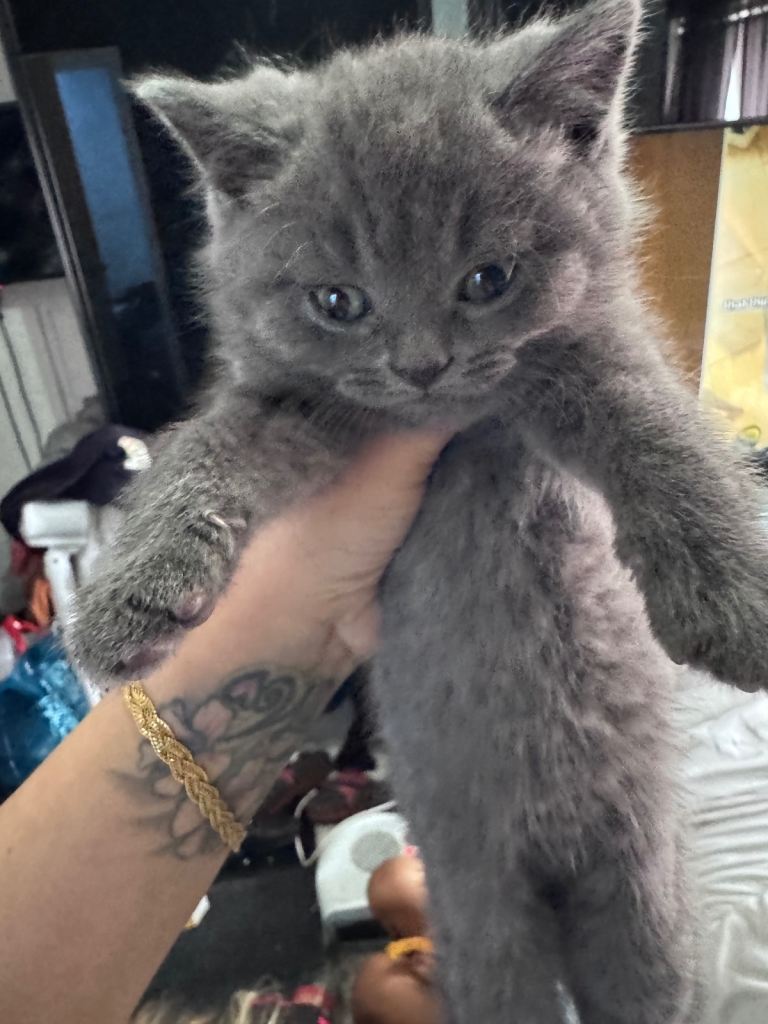 British short hair kittens for sale 