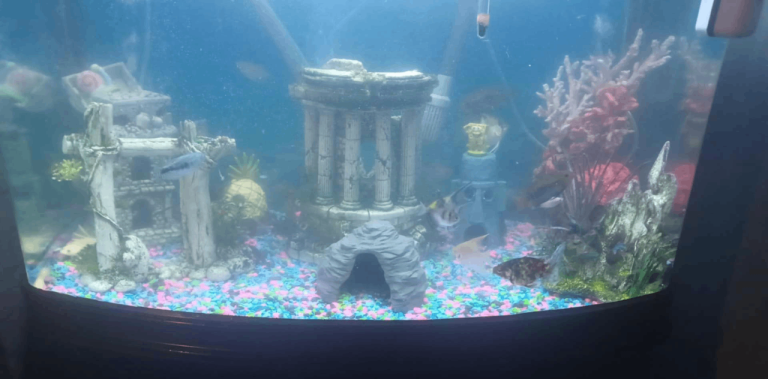 Fish tank 