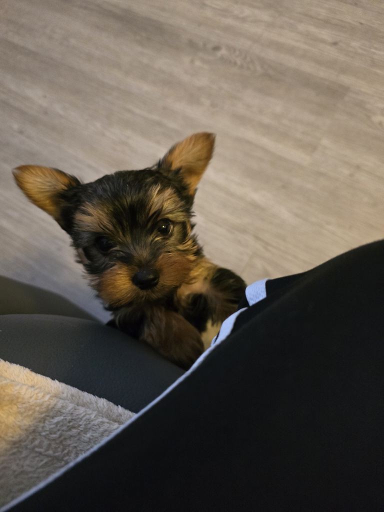 Puppys Yorkshire Terrier 