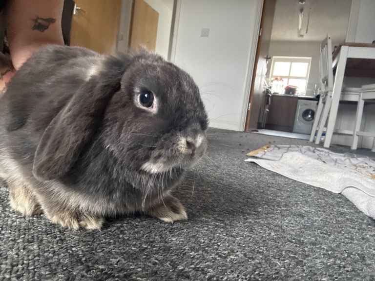 2 Mini lop rabbits 