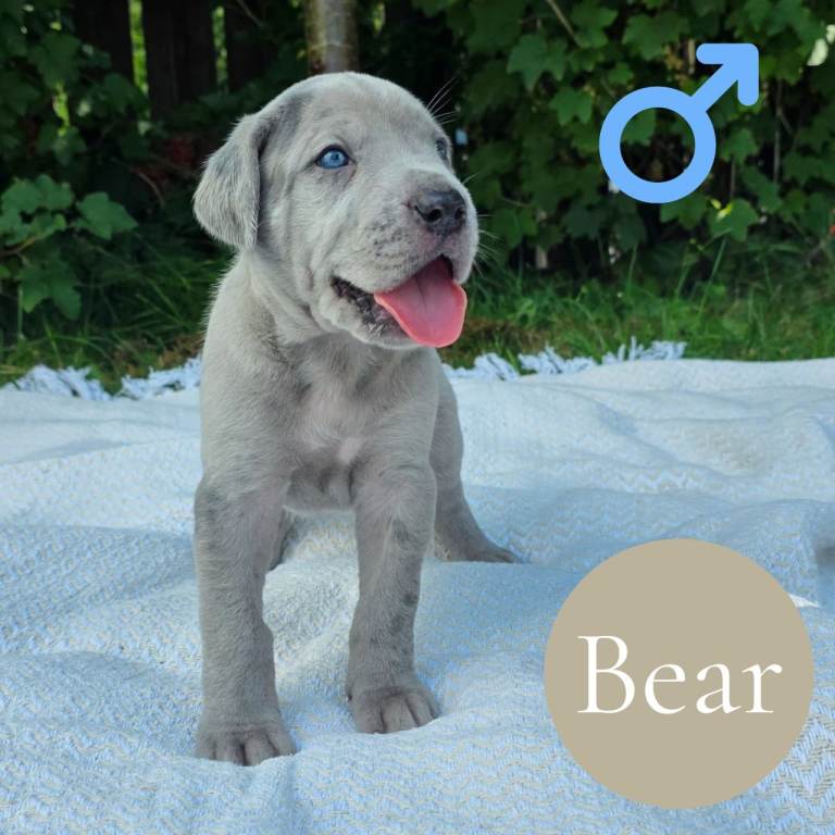 Great Dane x Cane corso puppies 
