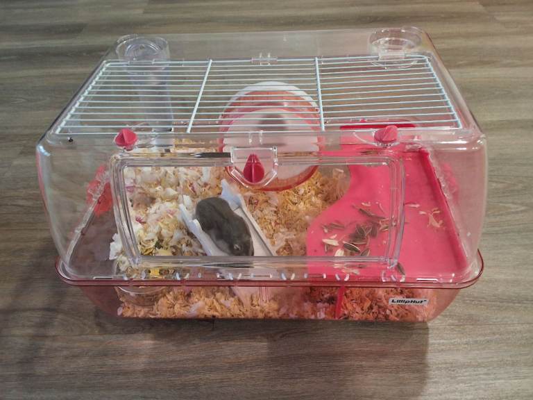 Small Pet Hamster Cage with Accessories including hamster 
