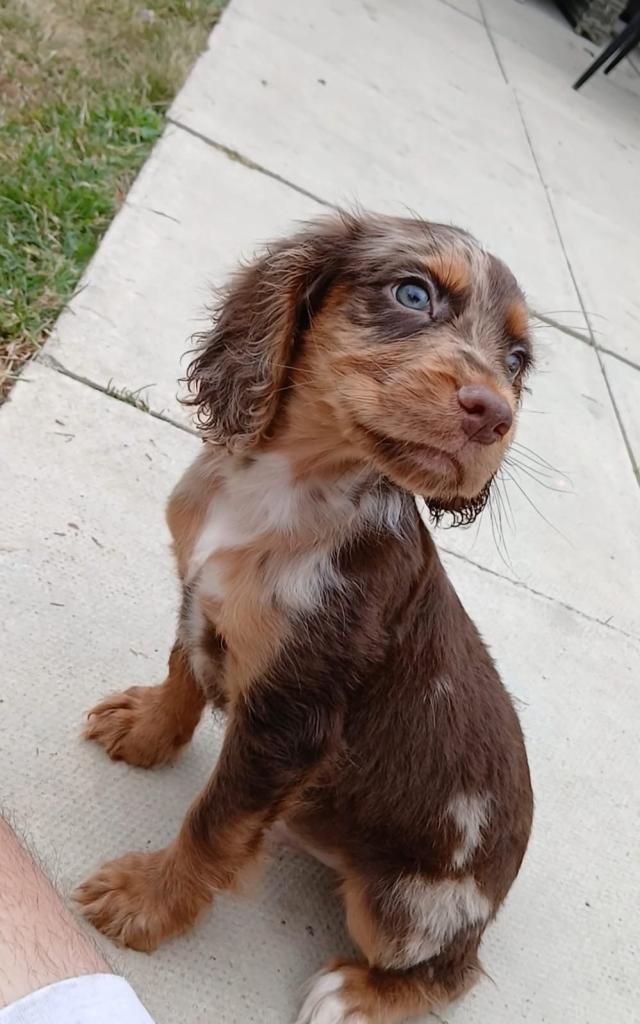 1 left Cocker spaniel puppies