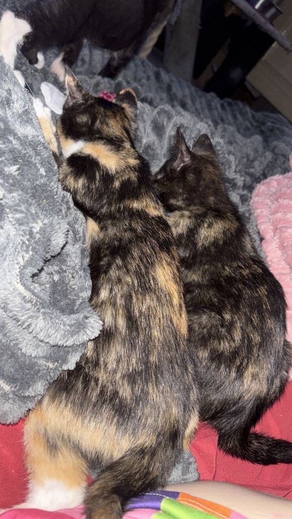 Oriental torties for sale £150