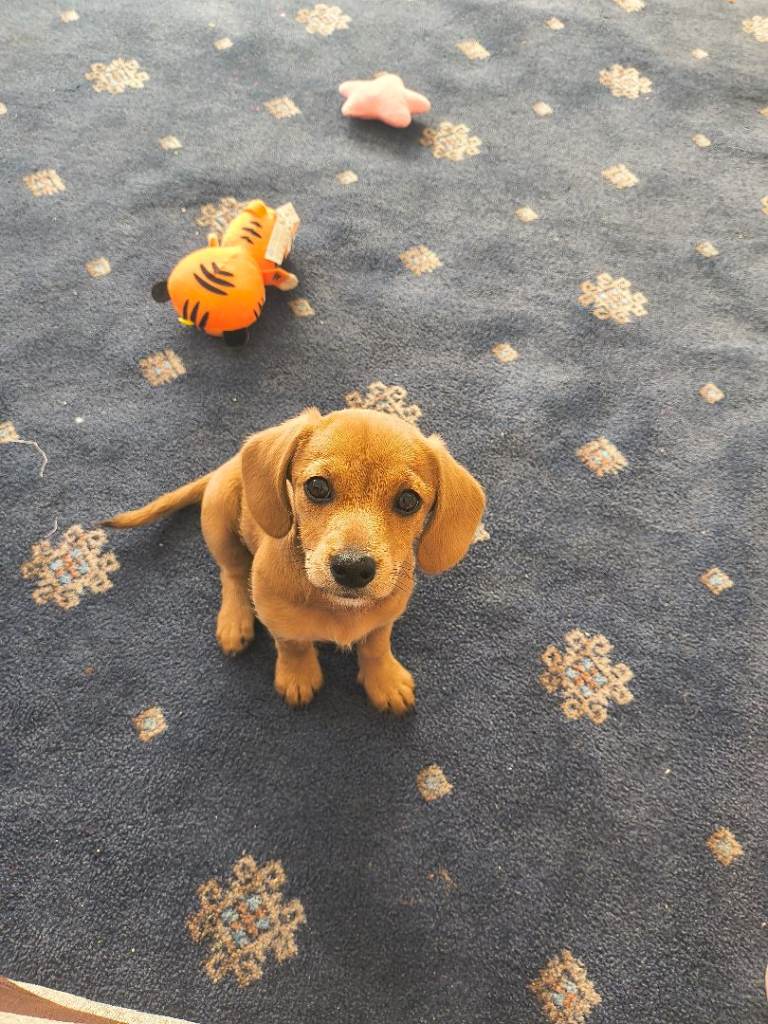 Dog