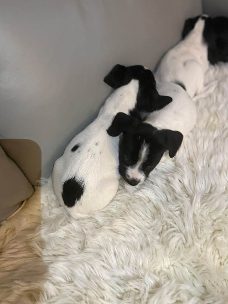 Jack Russell puppies 