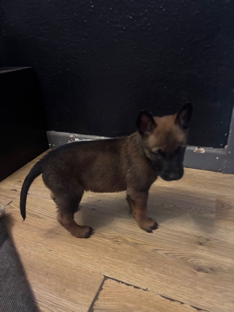 Belgian malinios puppy’s 3 puppy’s left 