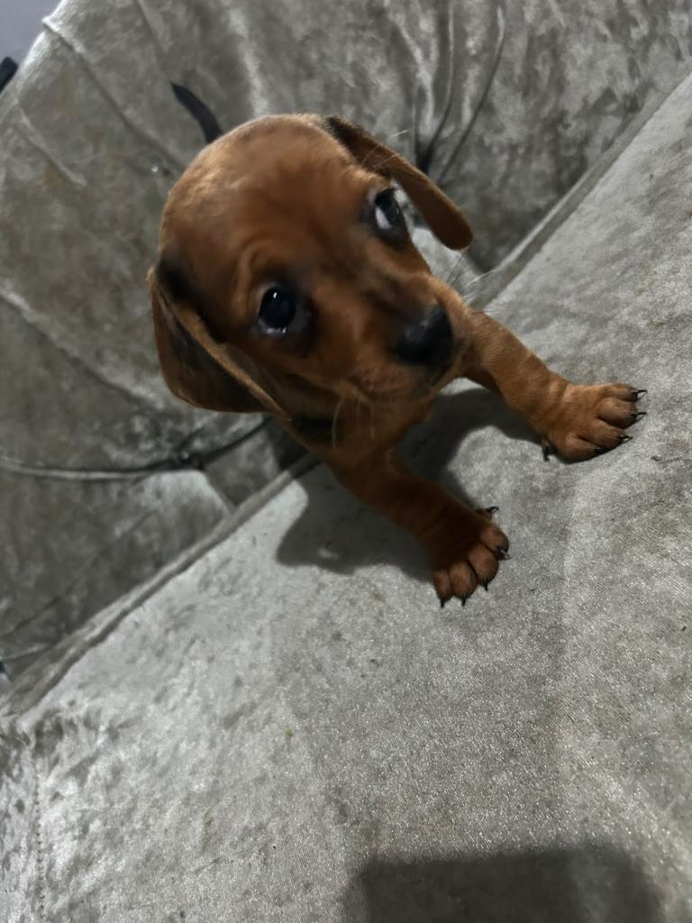 Red dapple bitch for rehoming 