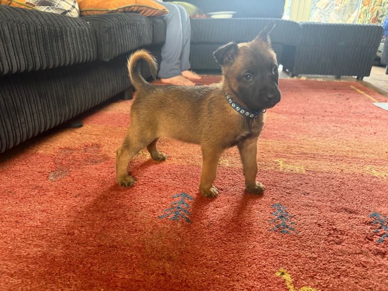 Belgian shepherd puppies 