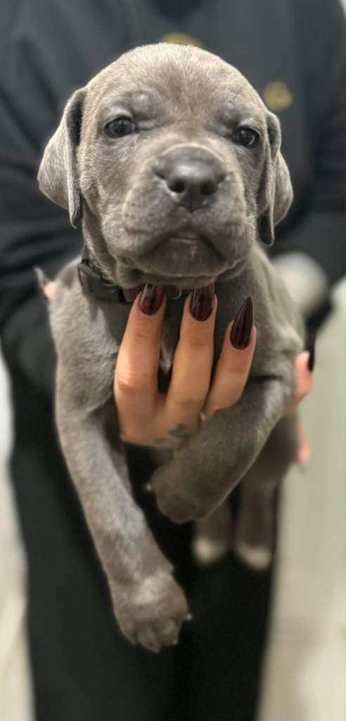 Cane corso Last 2 females left ‼️‼️