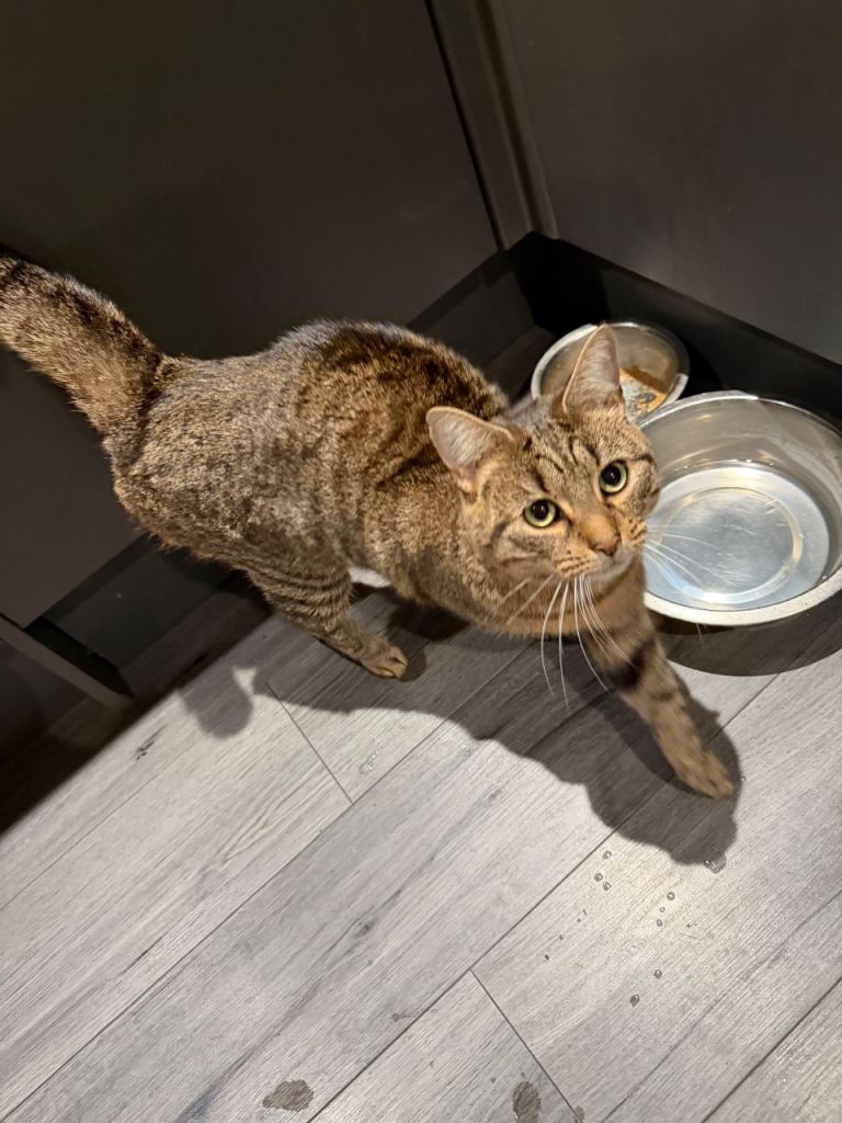 Tabby kittens for sale