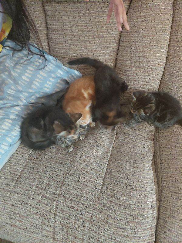  Taby kittens 