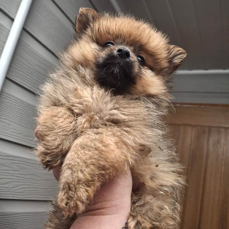 Pomerainian pups for sale