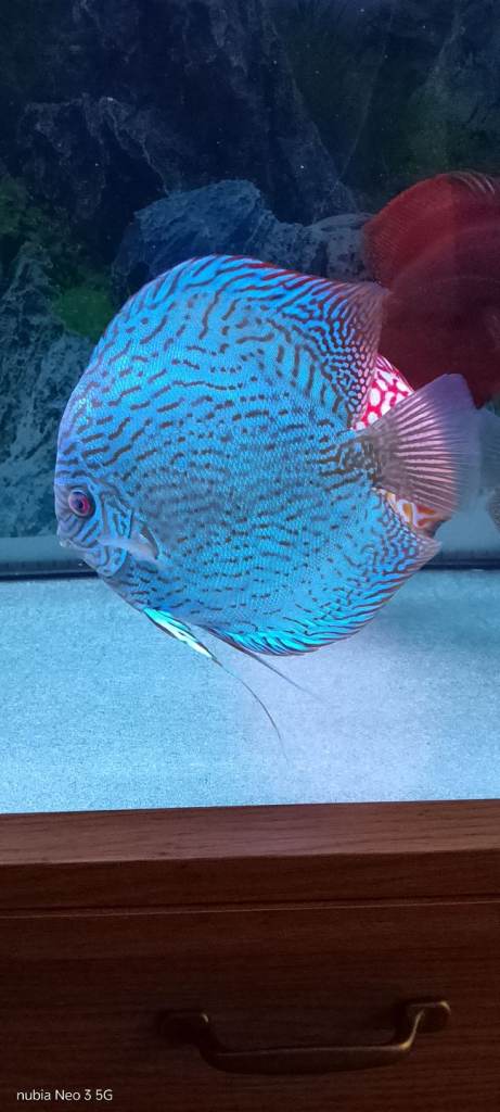 Large Discus fish 
