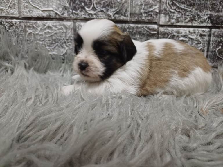 Shih Tzu Lhasa Apso pups