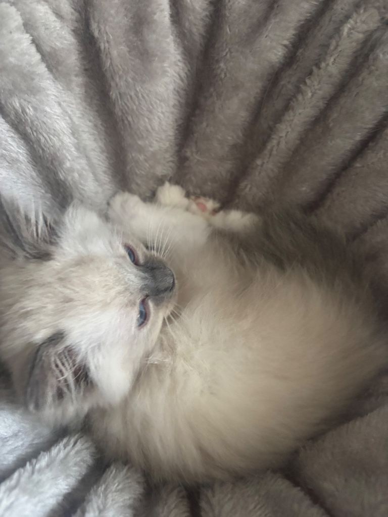 Ragdoll kittens