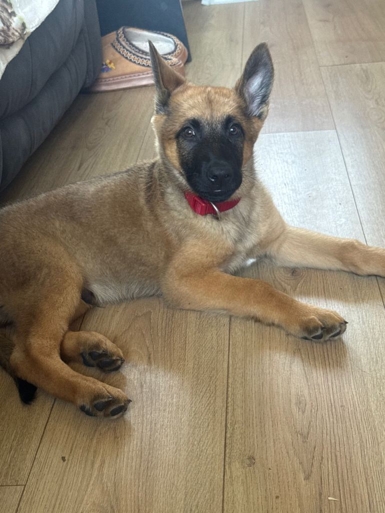 9 week old Male German Shepherd Pup