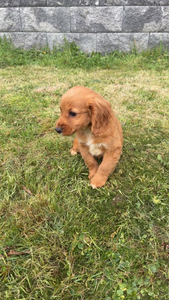 Cockerspaniel x cockapoo
