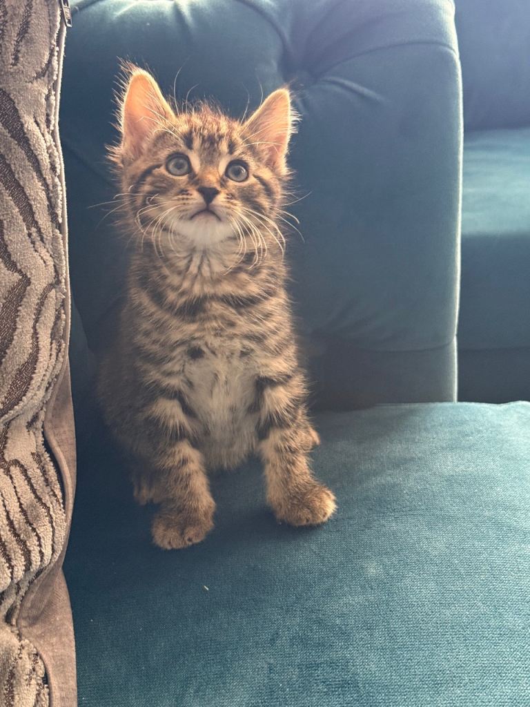 Adorable fluffy kitten 