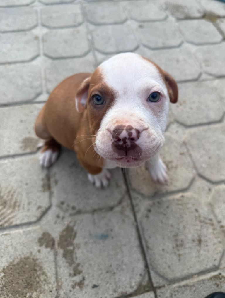 Old tyme American bulldogs 