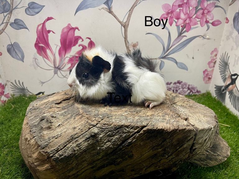 Male and female baby guinea pigs 