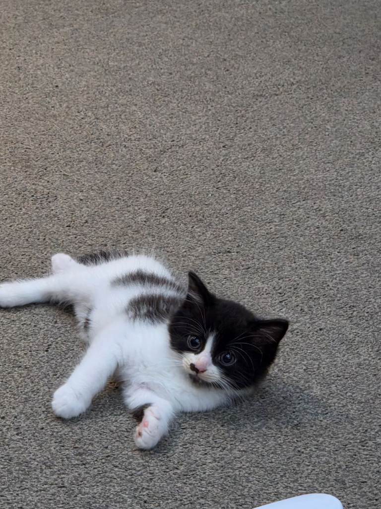 1 mate kitten and 1 female kitten for sale 
