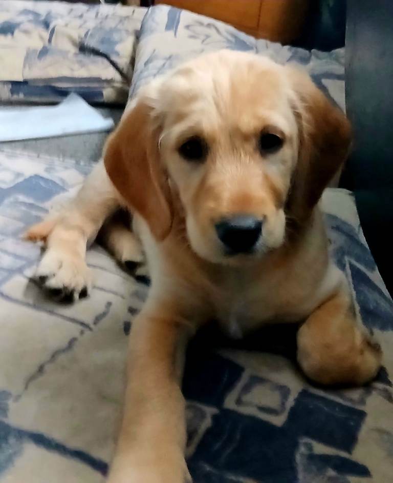 Gorgeous Cockapoo x Golden Retriever x puppies
