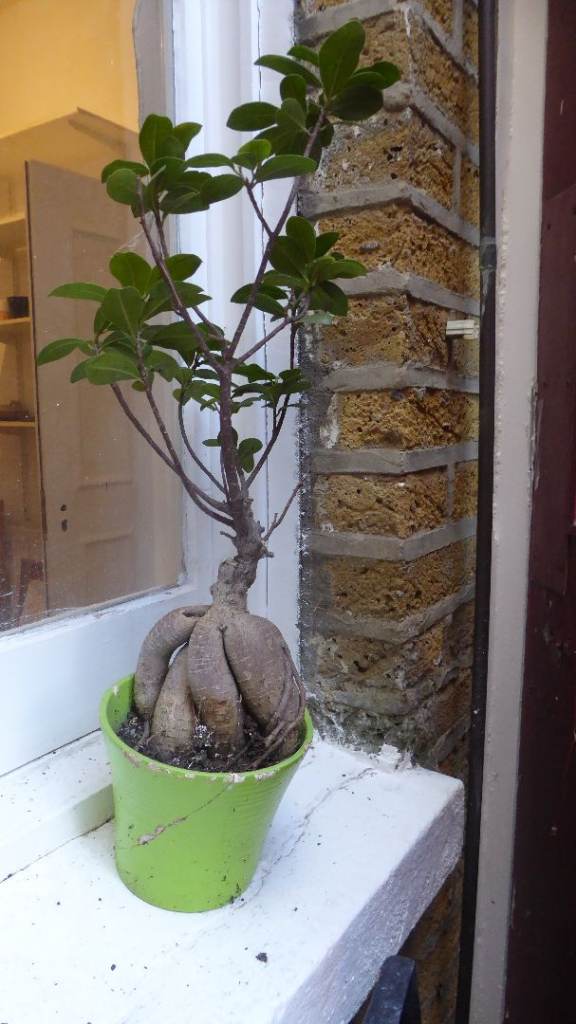 Bonsai tree - Great companion - Colour your space