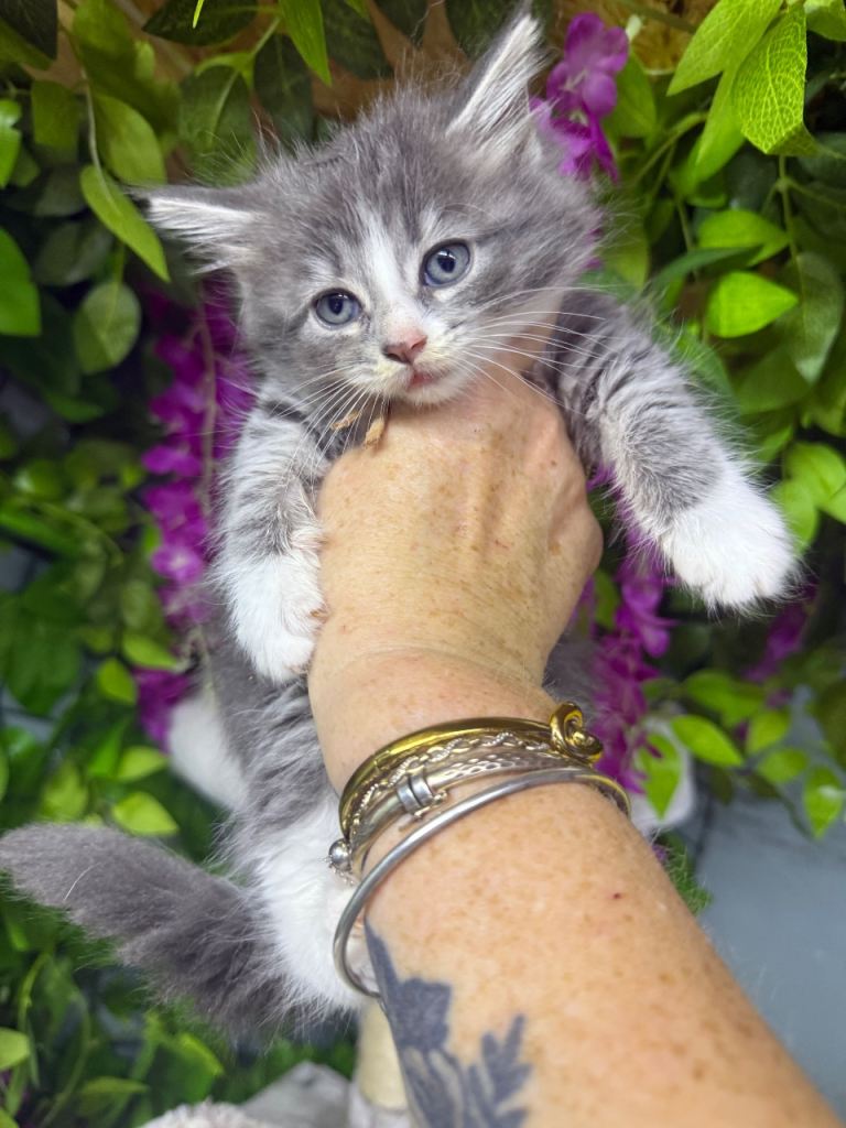 Mainecoon x ragdoll 