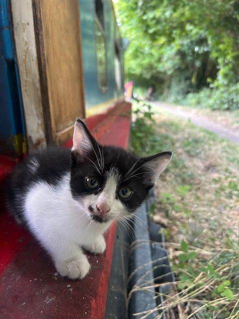 3 kittens 9 weeks old, ready for new homes