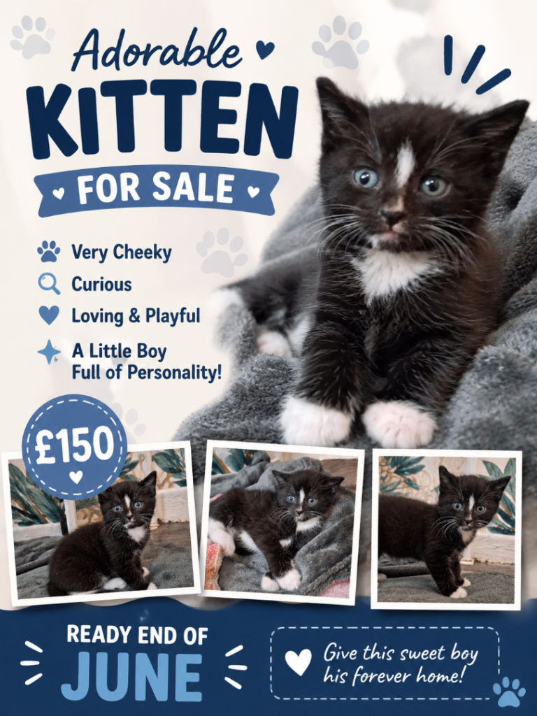 Kittens for sale
