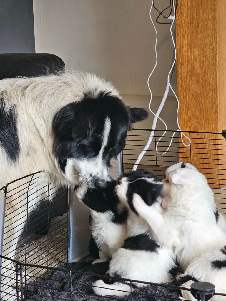 5 gorgeous rare Samoyed x Border Collie puppies looking for their forever homes