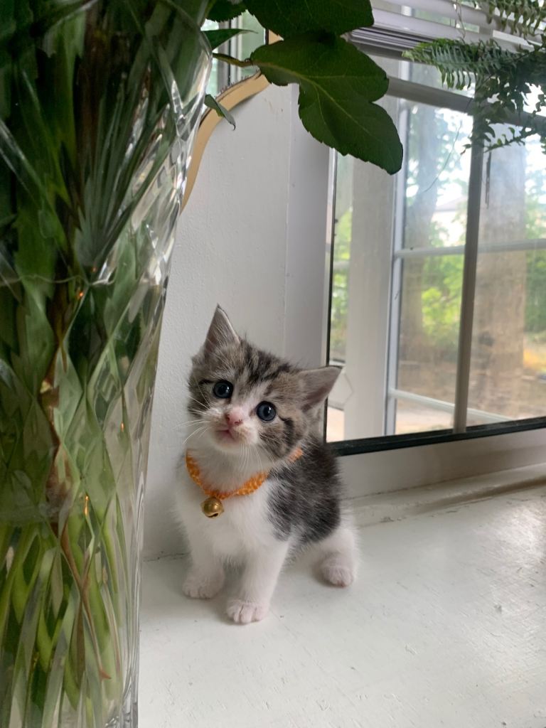Kitten