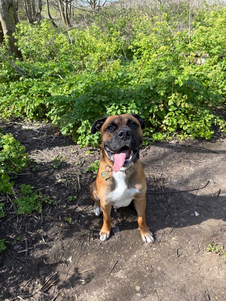 Gentle Giant Needing a Loving and Active Home 