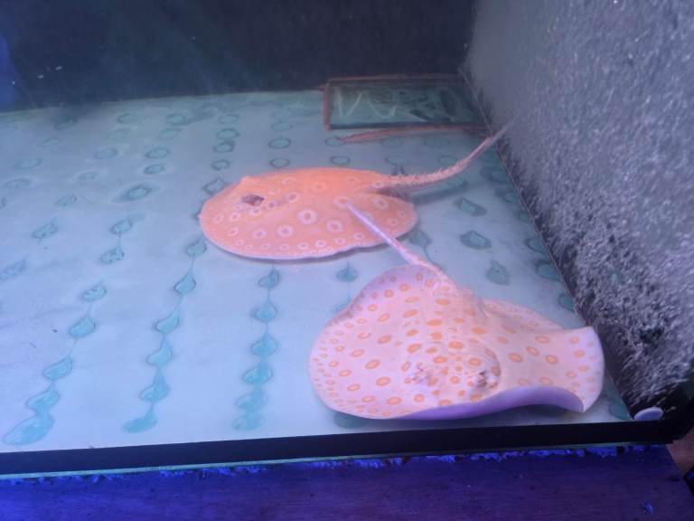 Collection of large predator fish