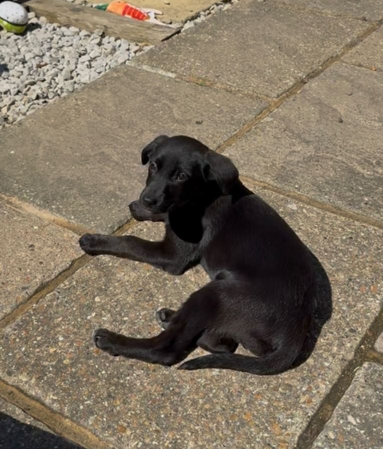 URGENT HOME NEEDED Beautiful black female Labrador puppy 