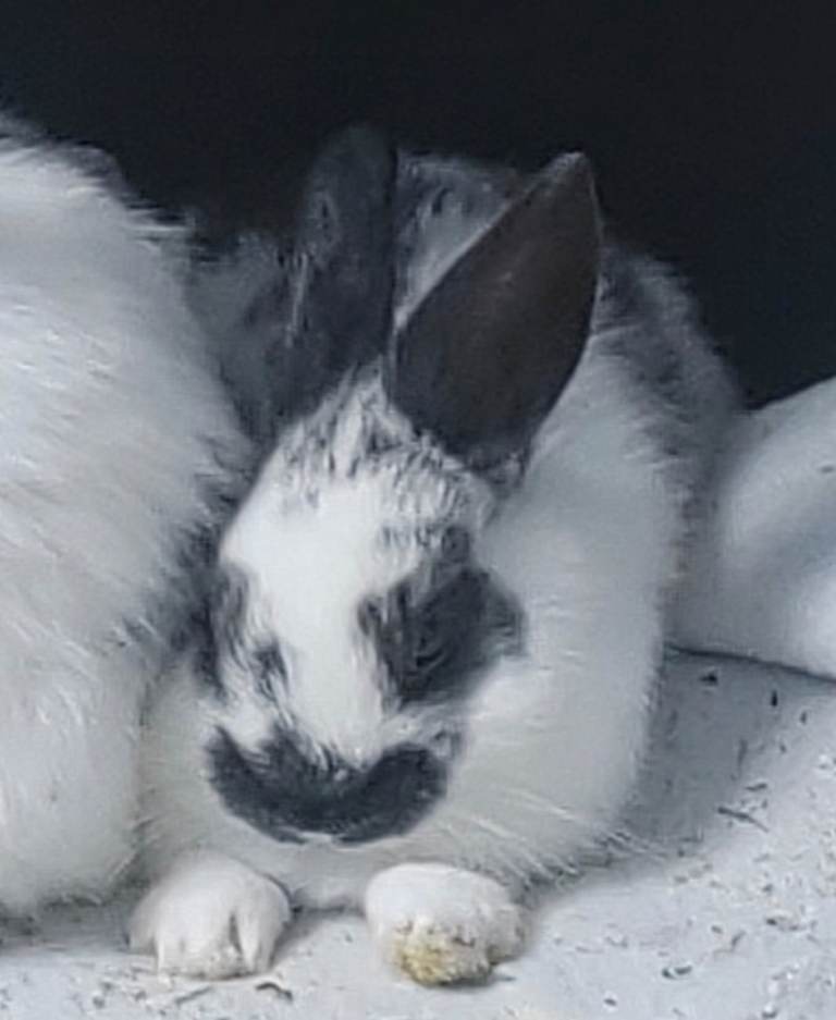 Mini lop x Neverland baby rabbit 