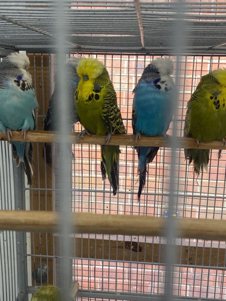 Exhibition Budgies 