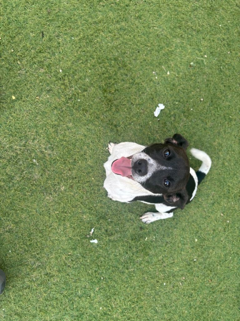 Friendly 14-month-old dog, great with children and other pets