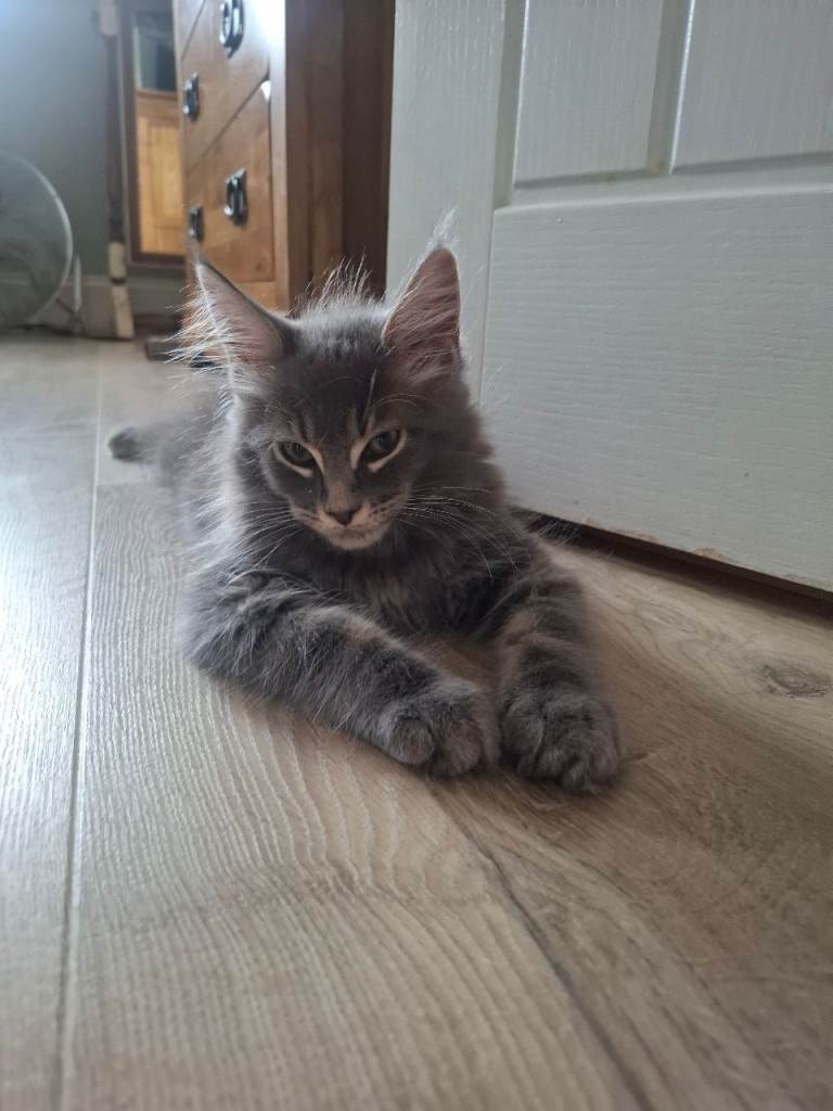TICA registered Maine coon kittens