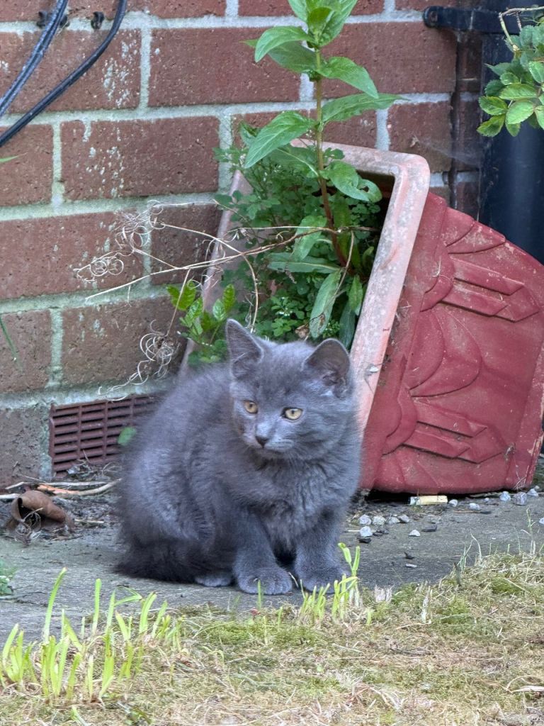 Maine Coon x British shorthair