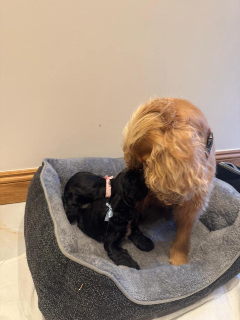 Adorable Show Type Girl Cocker Spaniel Puppy. 