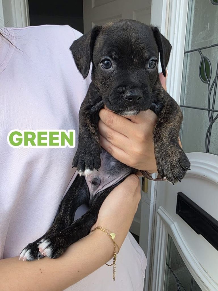 Sprocker Spaniel x Frenchie-Pei puppies