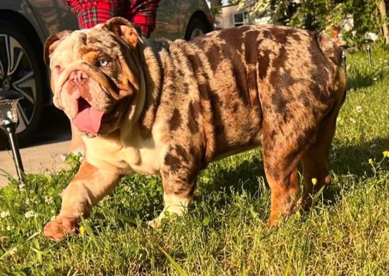 image for English bulldog 