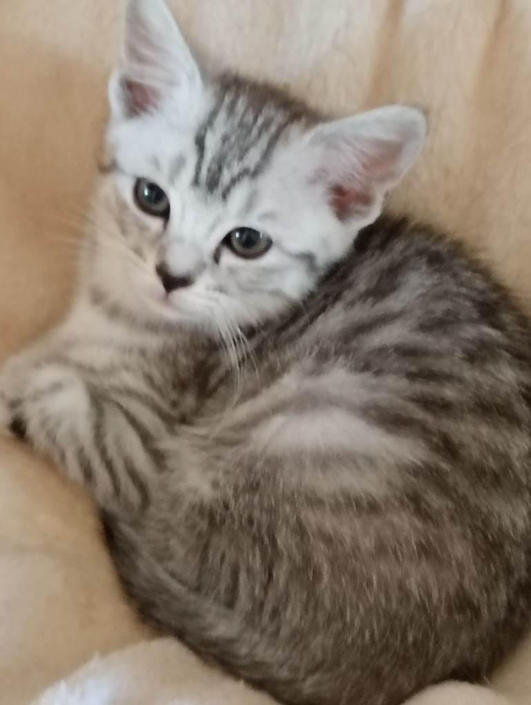 Kitten 